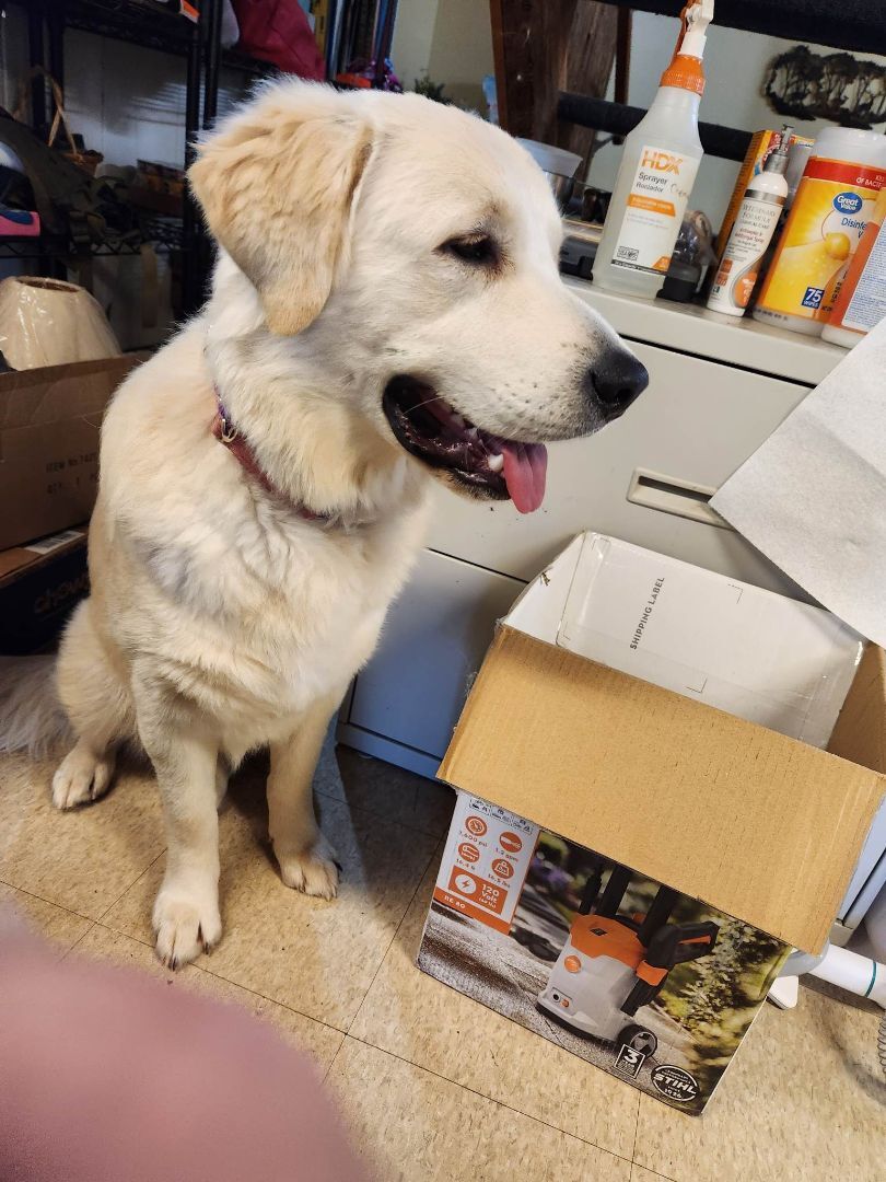 Tucker, a Adopted mixed breed in Claremont, NH image 1/6