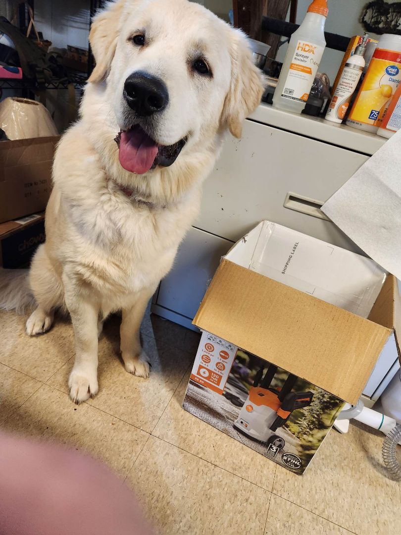 Tucker, a Adopted mixed breed in Claremont, NH image 2/6