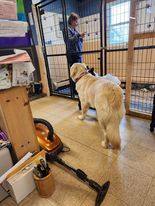 Tucker, a Adopted mixed breed in Claremont, NH image 3/6