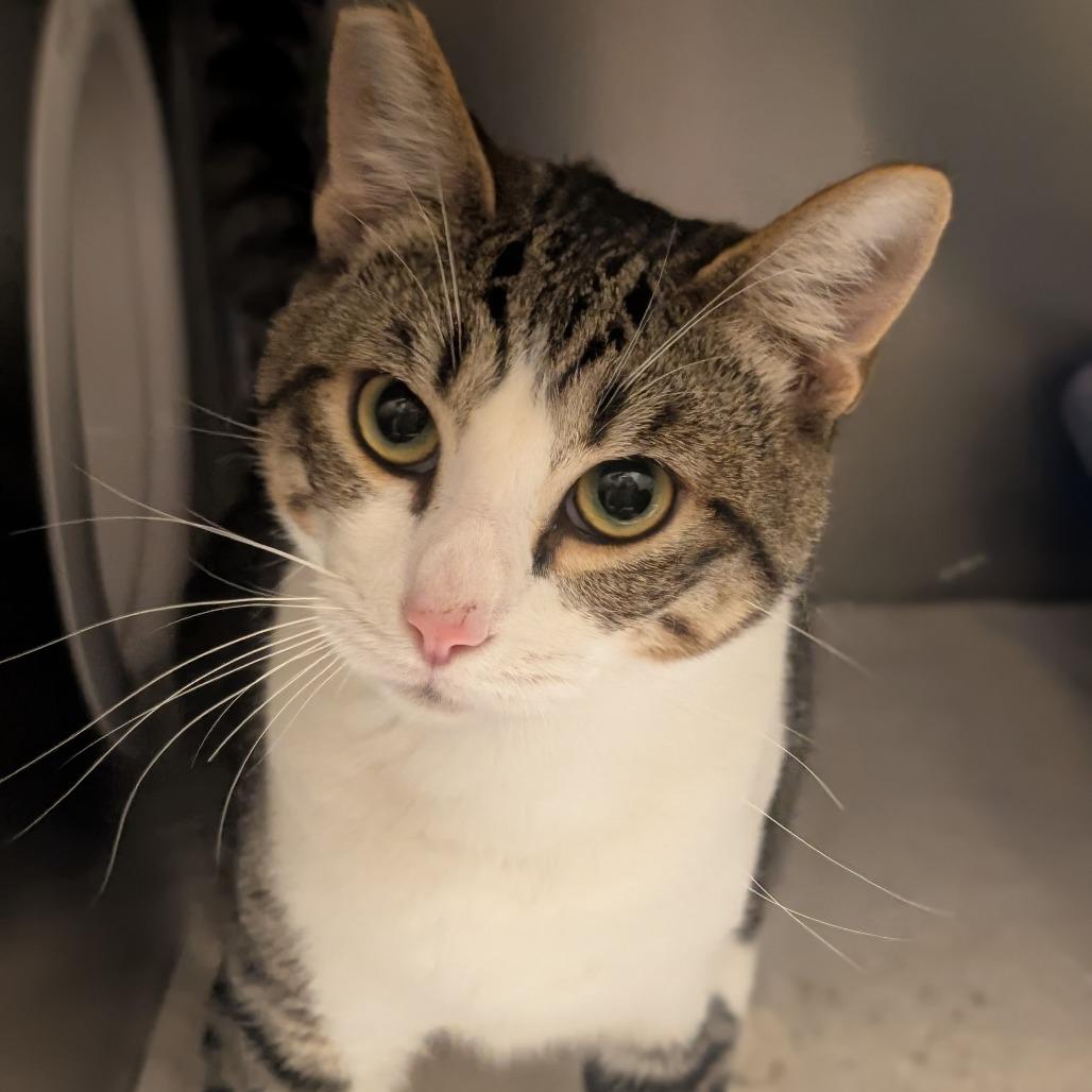 Enlarge Miles, a Adoptable Domestic Short Hair in Sonoma, CA image 1/6