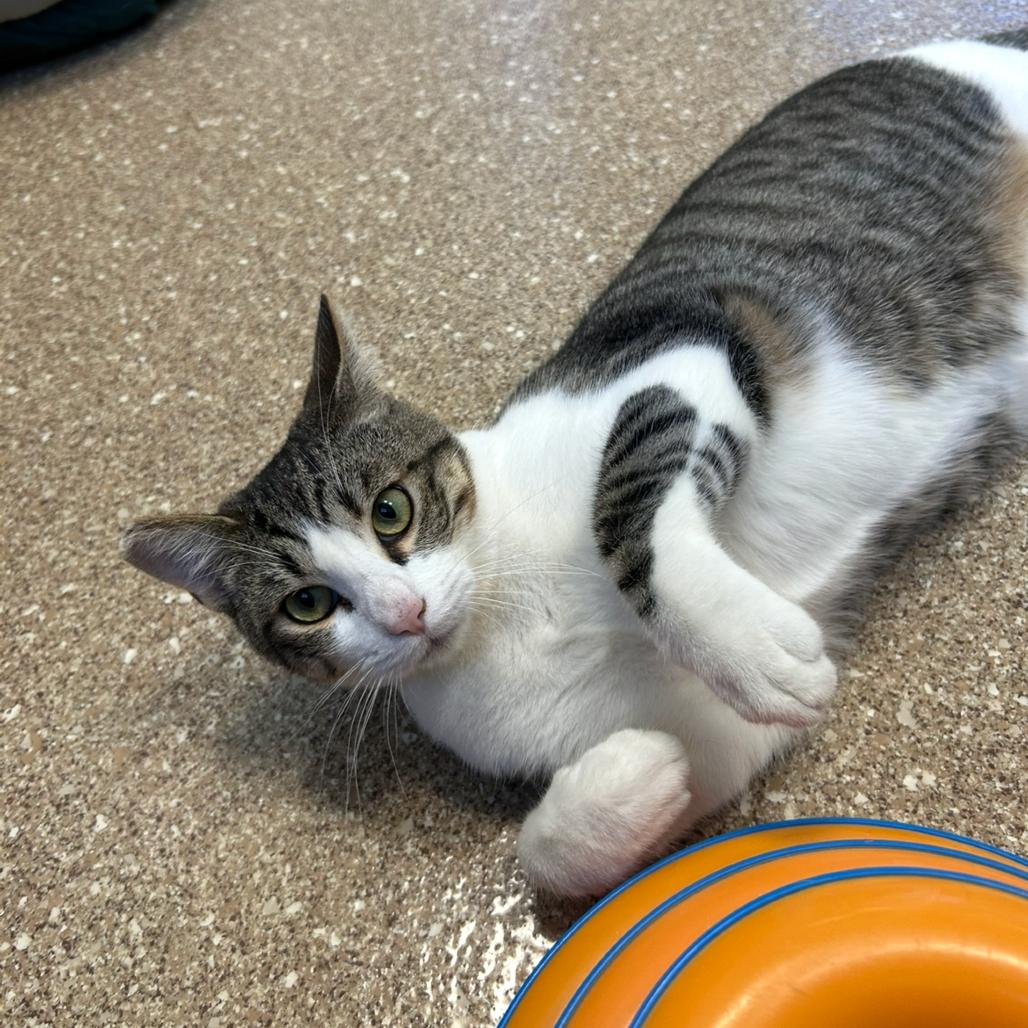 Enlarge Miles, a Adoptable Domestic Short Hair in Sonoma, CA image 2/6