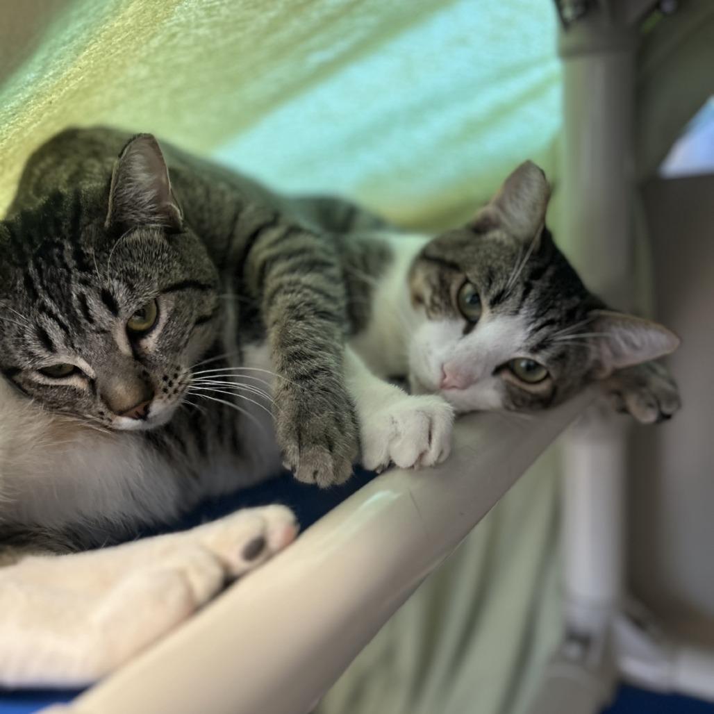 Enlarge Miles, a Adoptable Domestic Short Hair in Sonoma, CA image 3/6