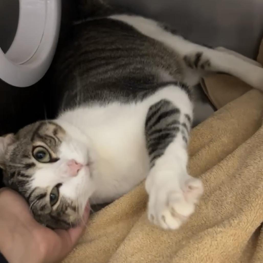 Enlarge Miles, a Adoptable Domestic Short Hair in Sonoma, CA image 4/6