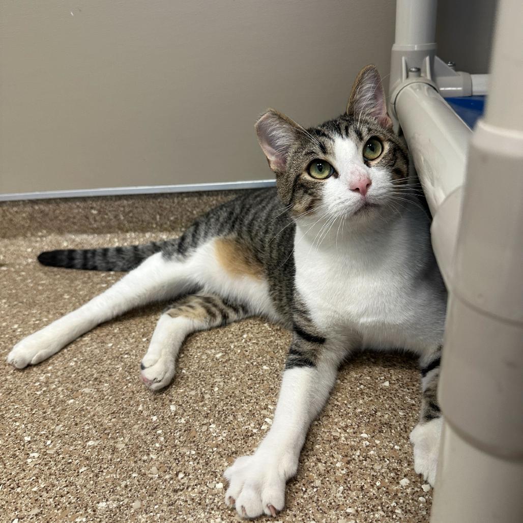 Enlarge Miles, a Adoptable Domestic Short Hair in Sonoma, CA image 5/6