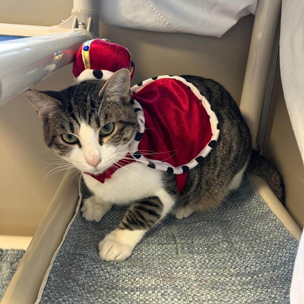 Enlarge Miles, a Adoptable Domestic Short Hair in Sonoma, CA image 6/6