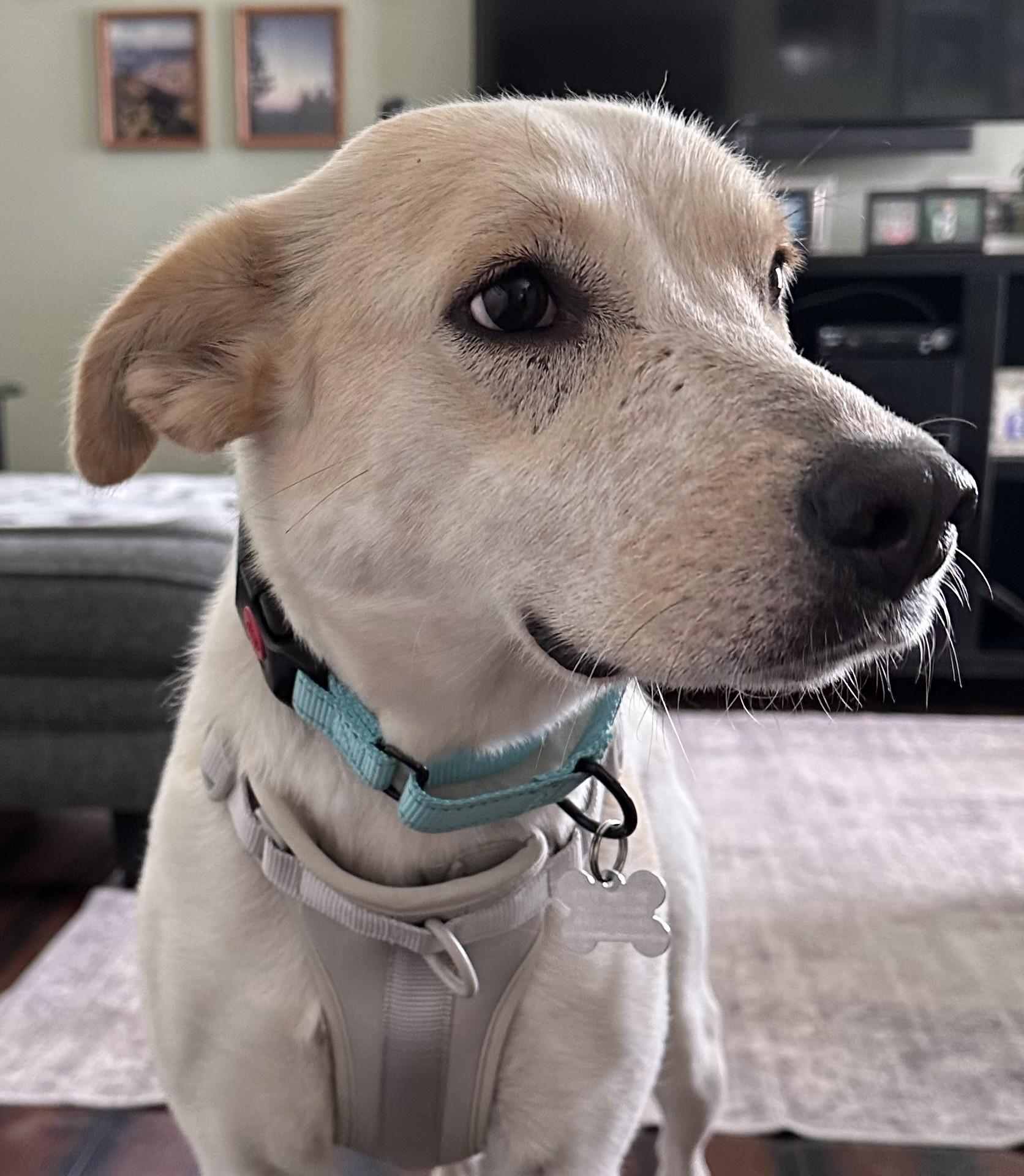 Enlarge Nutella, an adoptable mixed breed in Palatine, IL image 3/5