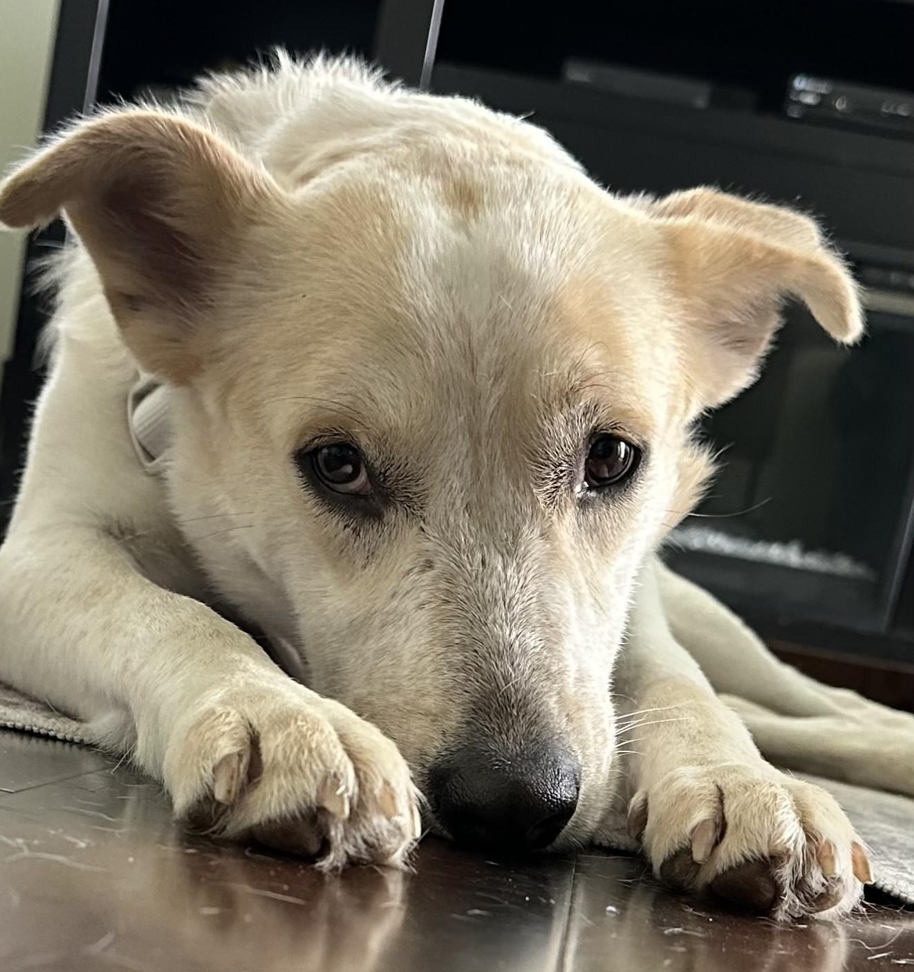 Enlarge Nutella, an adoptable mixed breed in Palatine, IL image 2/5