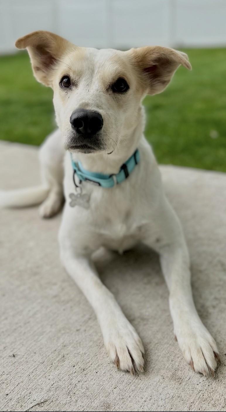 Enlarge Nutella, an adoptable mixed breed in Palatine, IL image 4/5