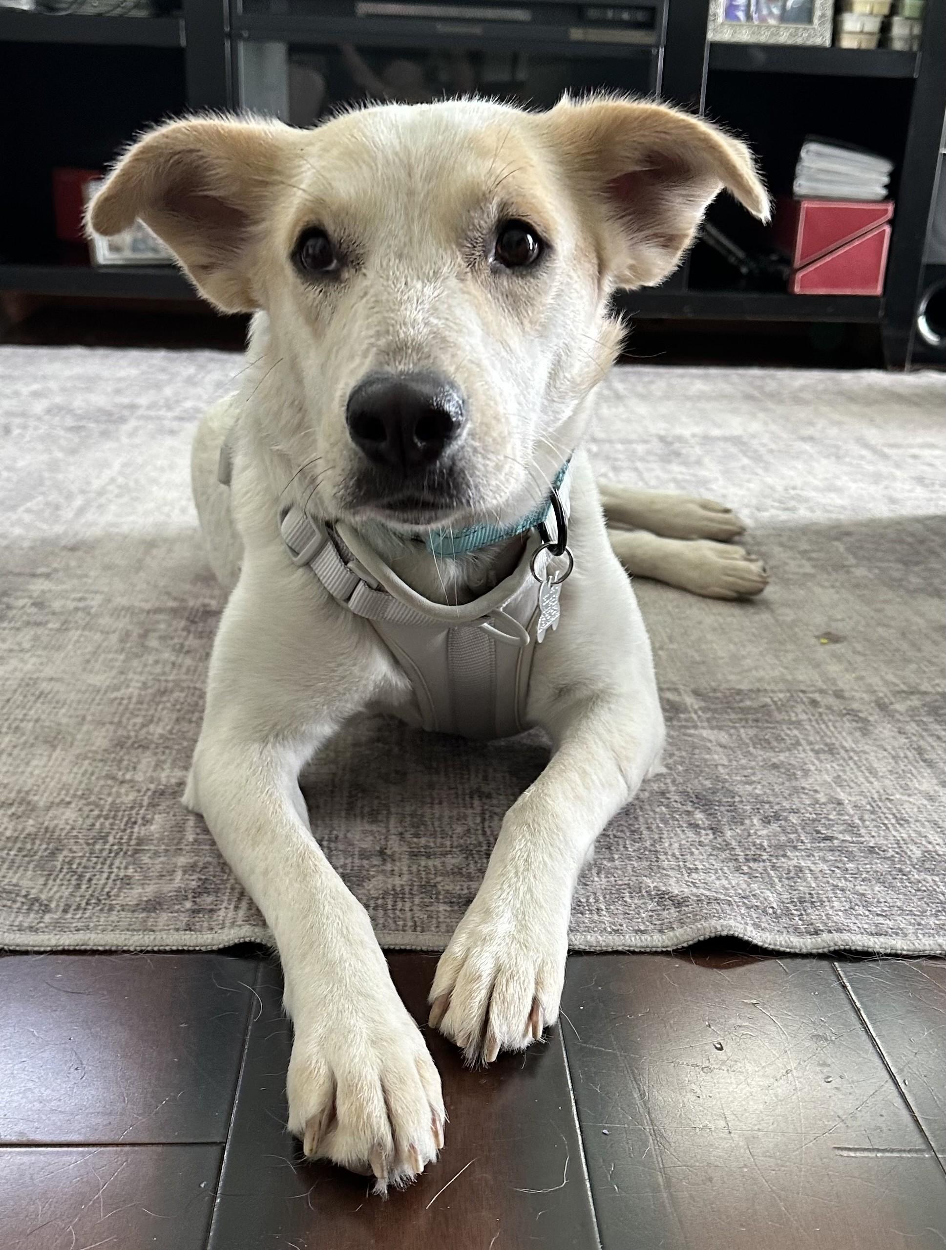 Nutella, adoptable, Young Female Retriever & Mixed Breed.