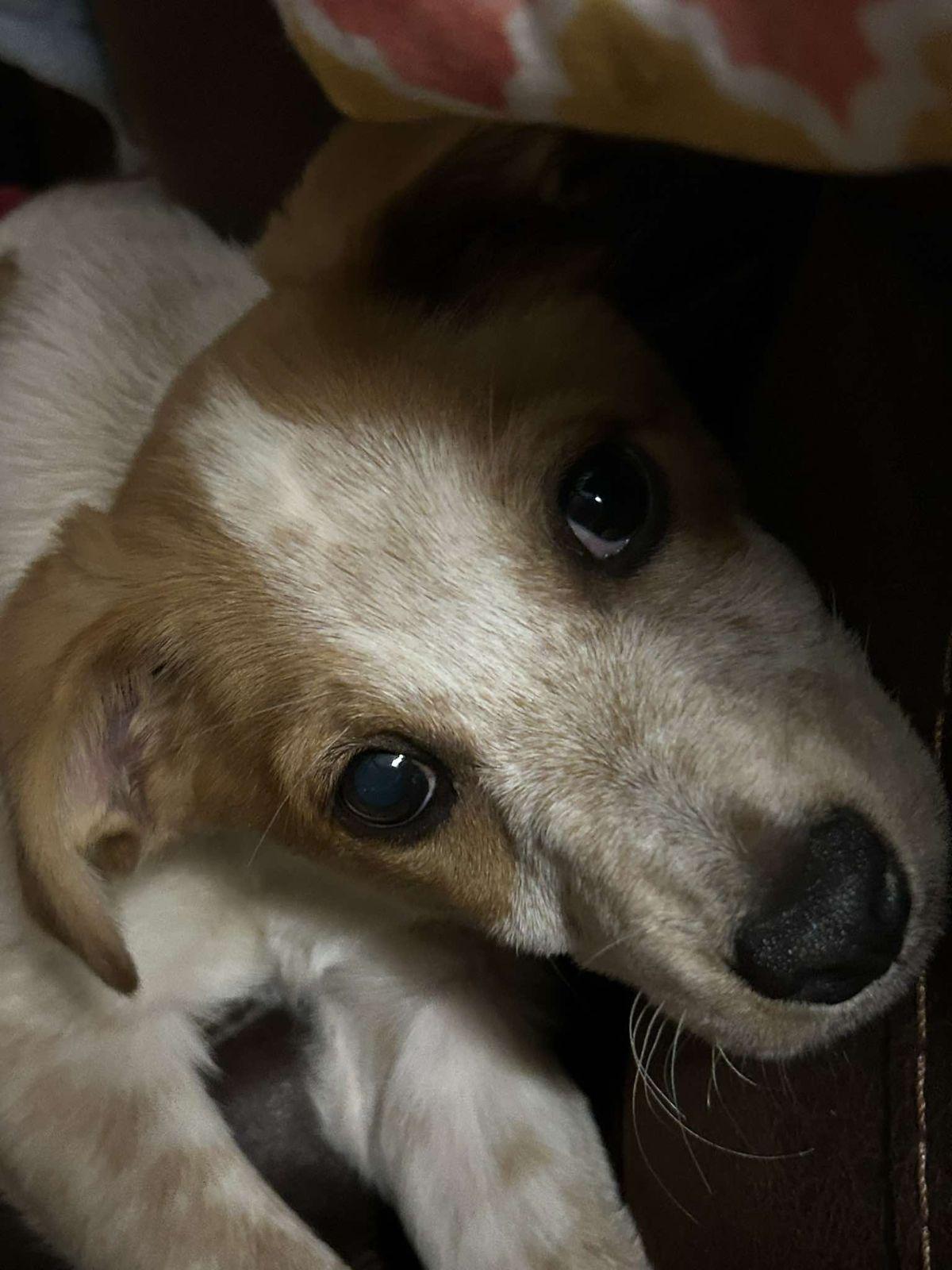 Jackie (Austin), an adopted Australian Cattle Dog / Blue Heeler in Austin, TX image 3/4