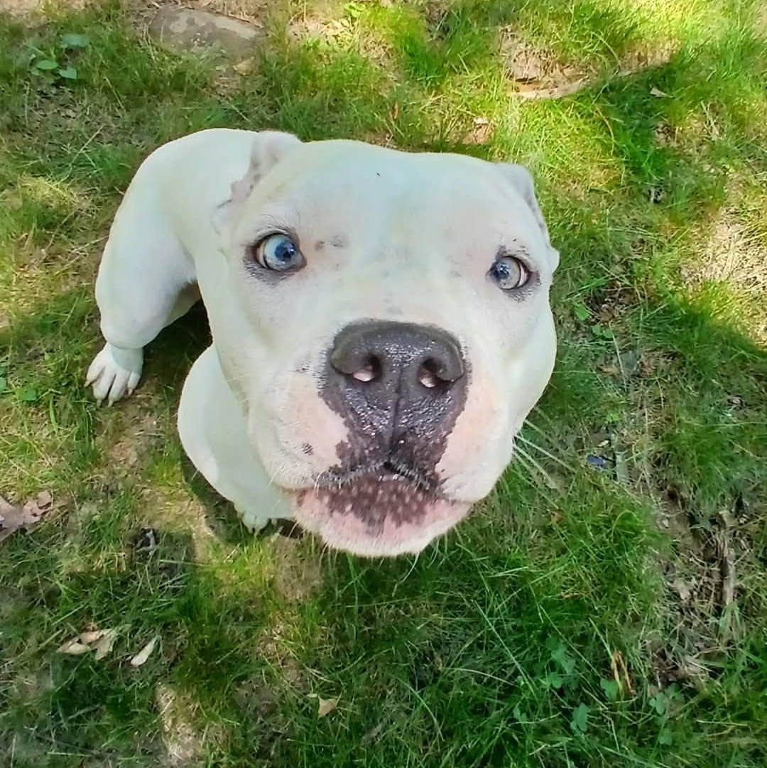 Magdalena, a ADOPTABLE mixed breed in Saugerties, NY image 5/6