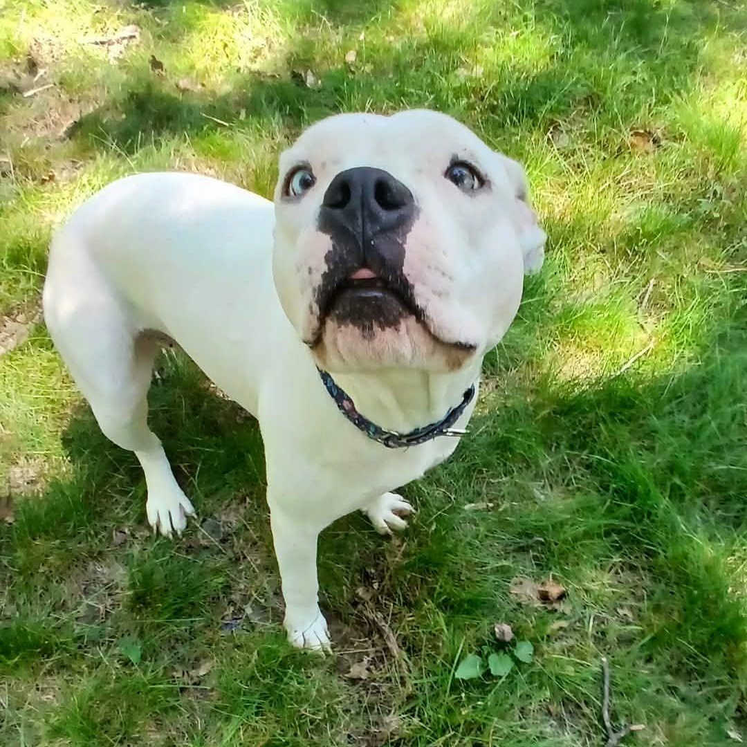 Magdalena, a ADOPTABLE mixed breed in Saugerties, NY image 3/6