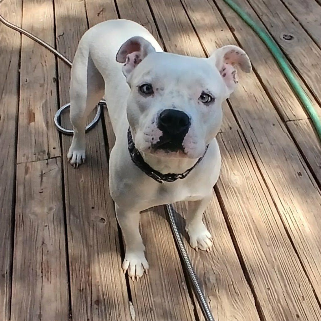 Magdalena, a ADOPTABLE mixed breed in Saugerties, NY image 4/6