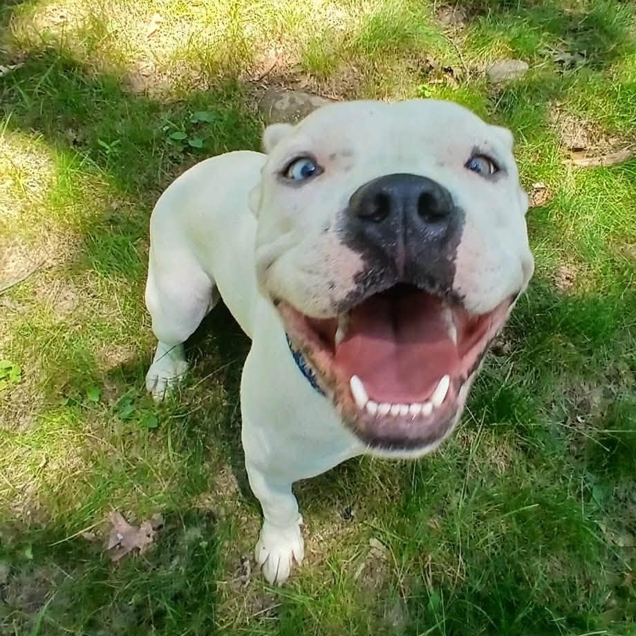 Magdalena, a ADOPTABLE mixed breed in Saugerties, NY image 2/6