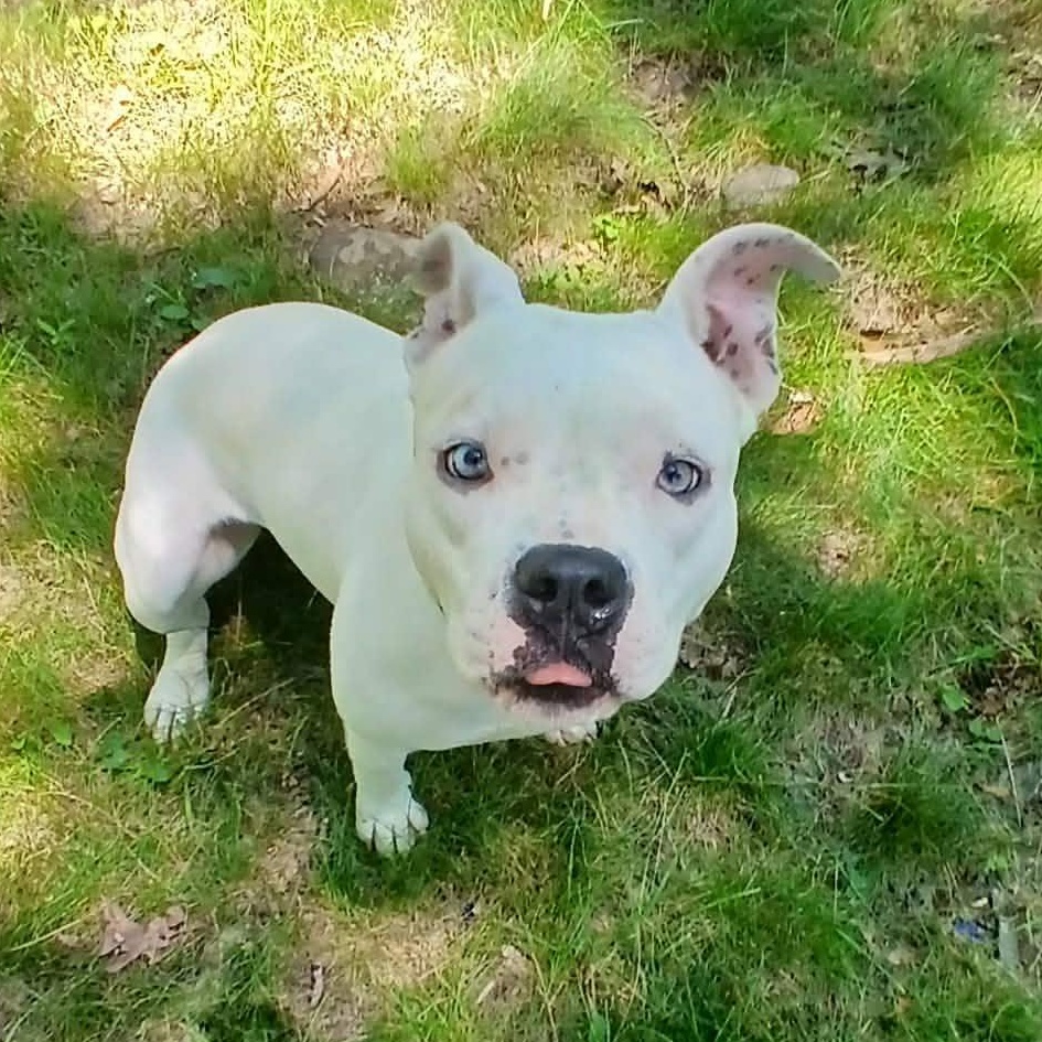 Magdalena, ADOPTABLE, Adult Female American Bulldog & American Bully.