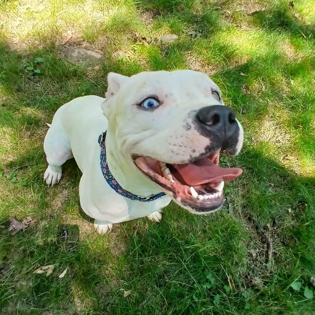 Magdalena, a ADOPTABLE mixed breed in Saugerties, NY image 6/6