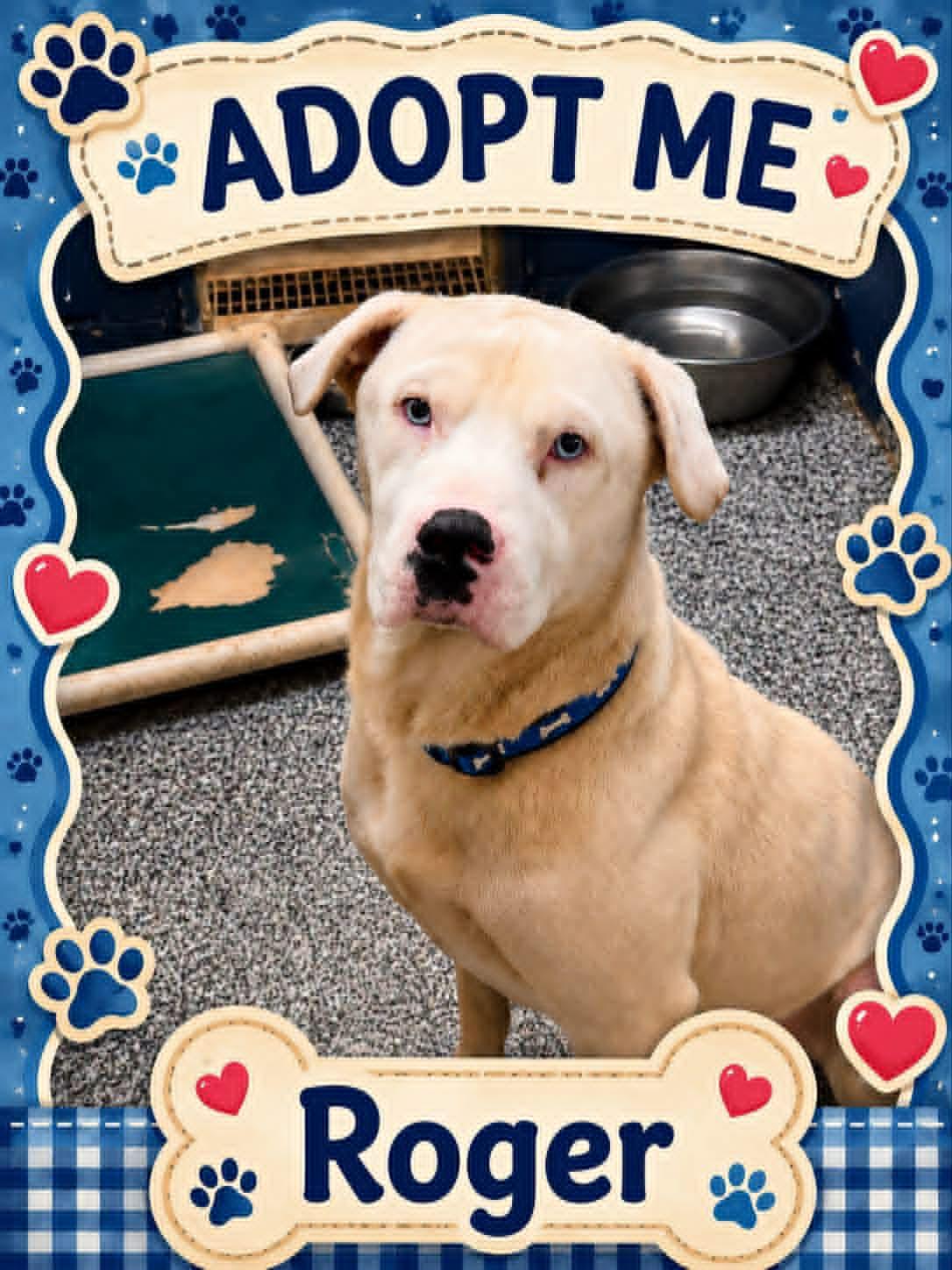 Roger, ADOPTABLE, Adult Male Terrier.