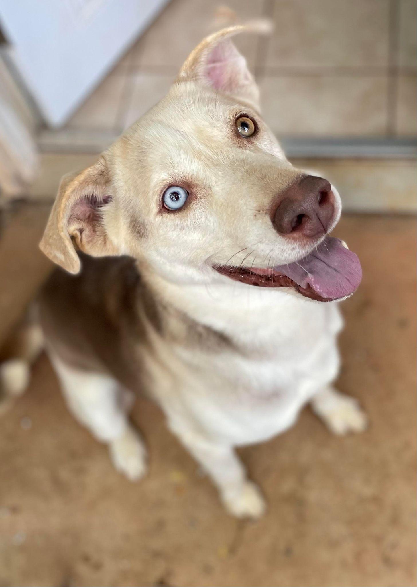 Tommy, Adoptable, Adult Male Mixed Breed.