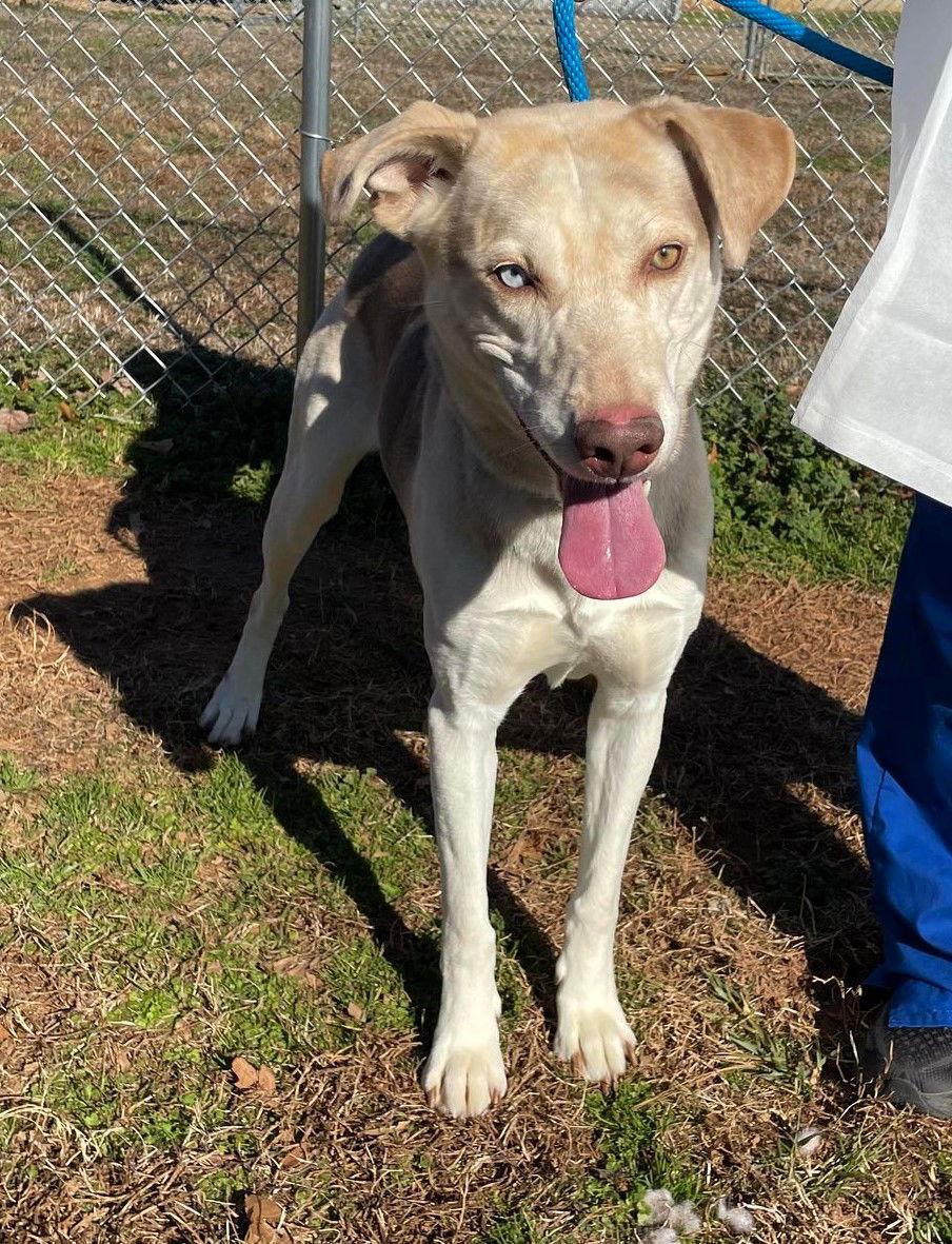 Enlarge Tommy, a Adoptable Mixed Breed in Shelburne, VT image 2/3