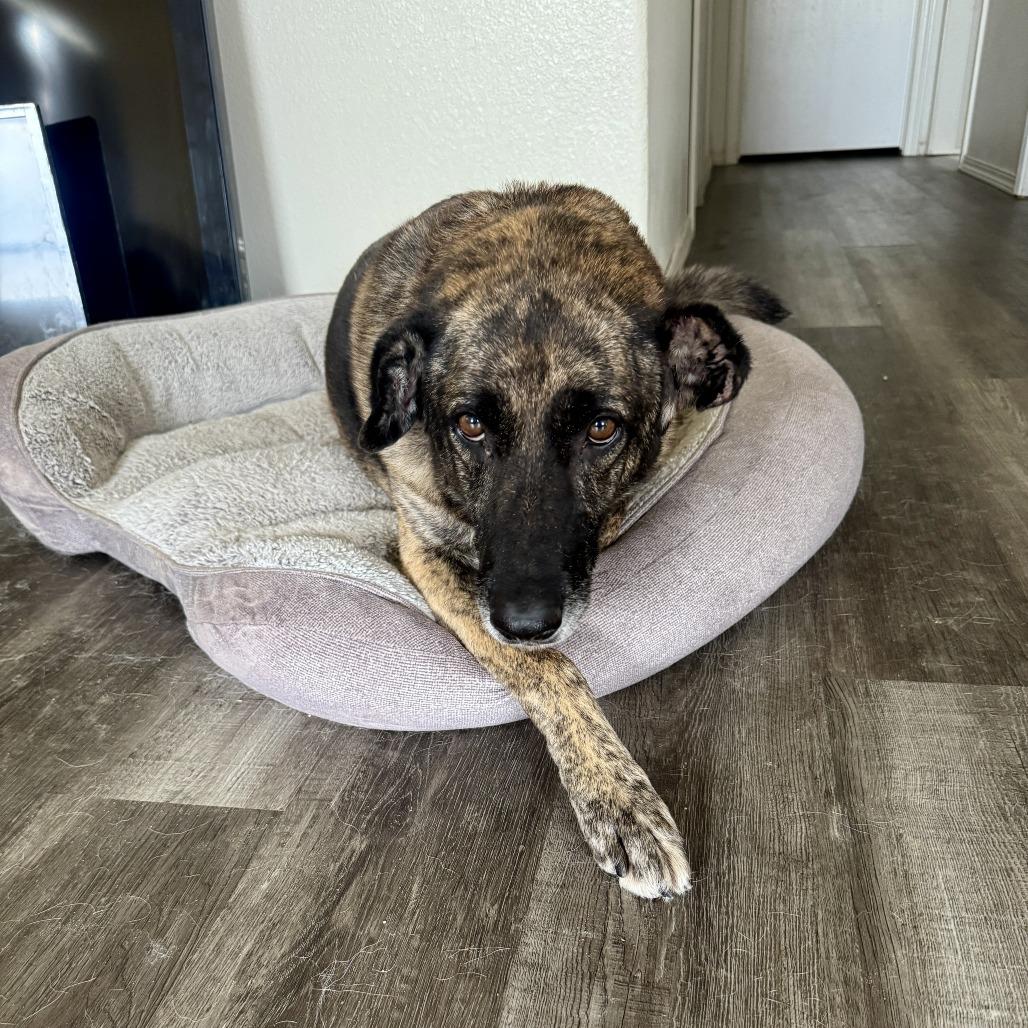 Sarah, a Adoptable German Shepherd Dog in Stagecoach, NV image 1/2
