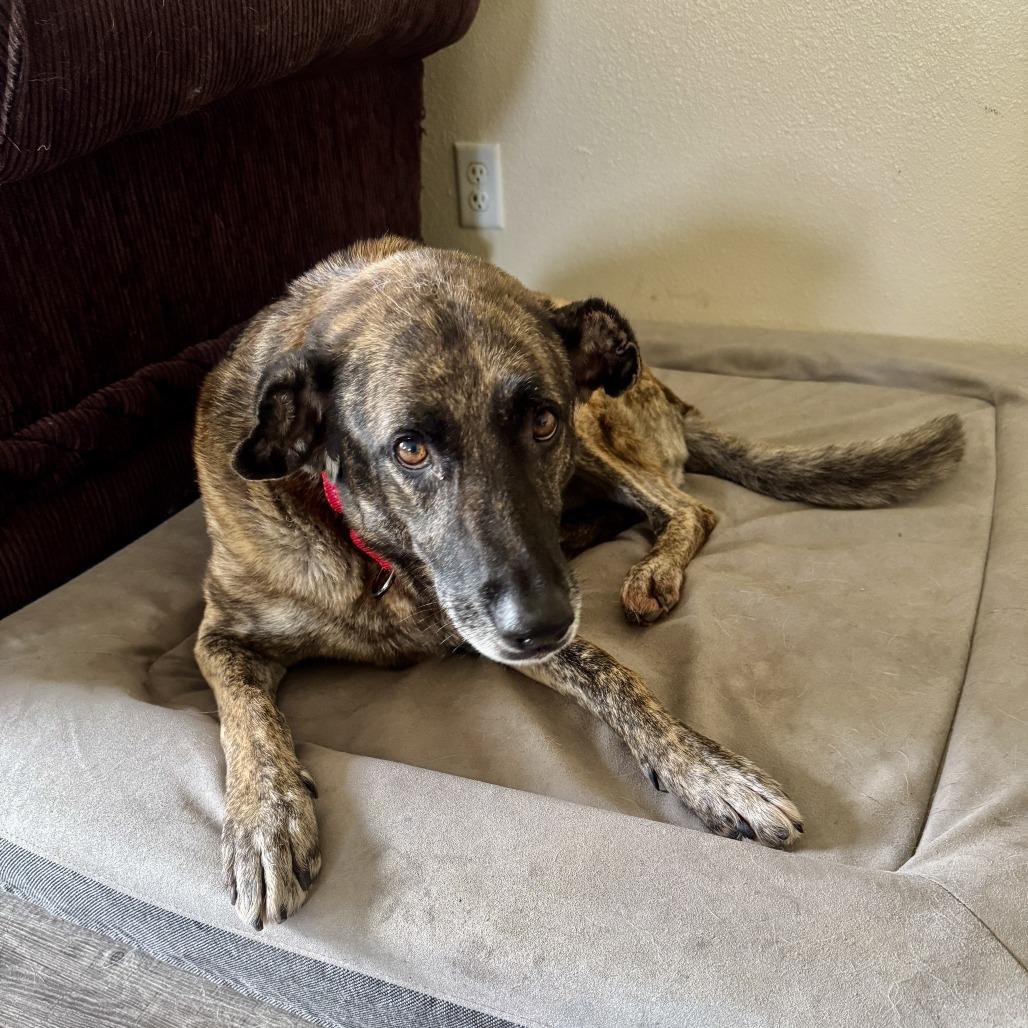 Sarah, a Adoptable German Shepherd Dog in Stagecoach, NV image 2/2
