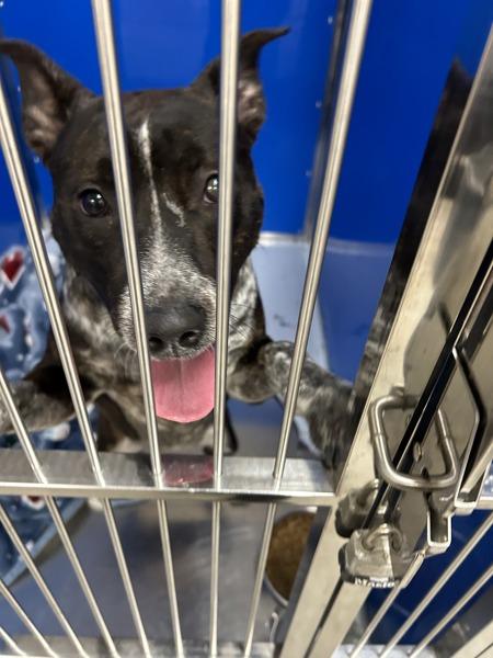 Enlarge Belle, a Adoptable mixed breed in Spokane Valley, WA image 1/1