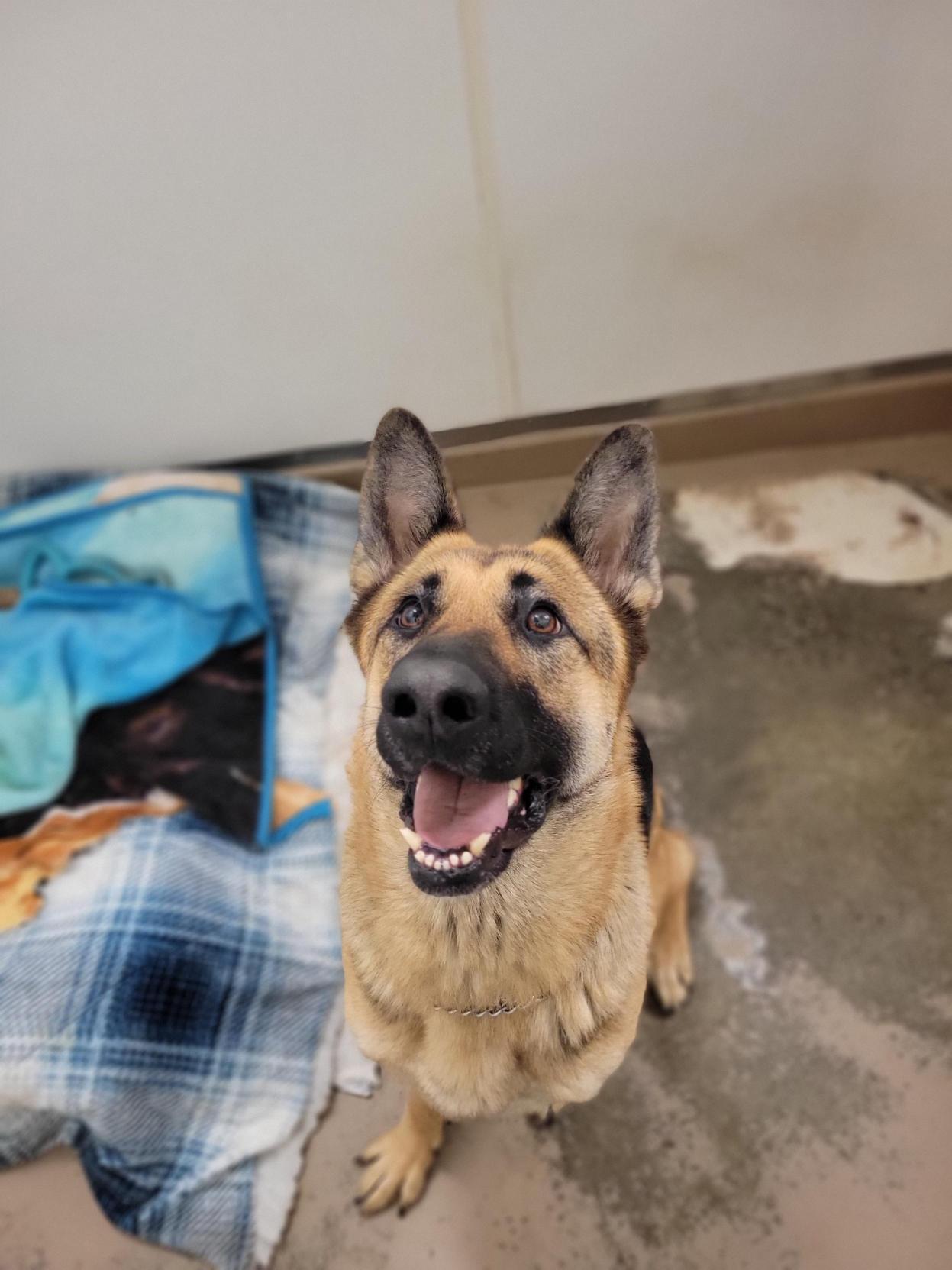 Enlarge Brandy #39186 (2 Years Old) , a Adoptable German Shepherd Dog in Langley, BC image 2/6