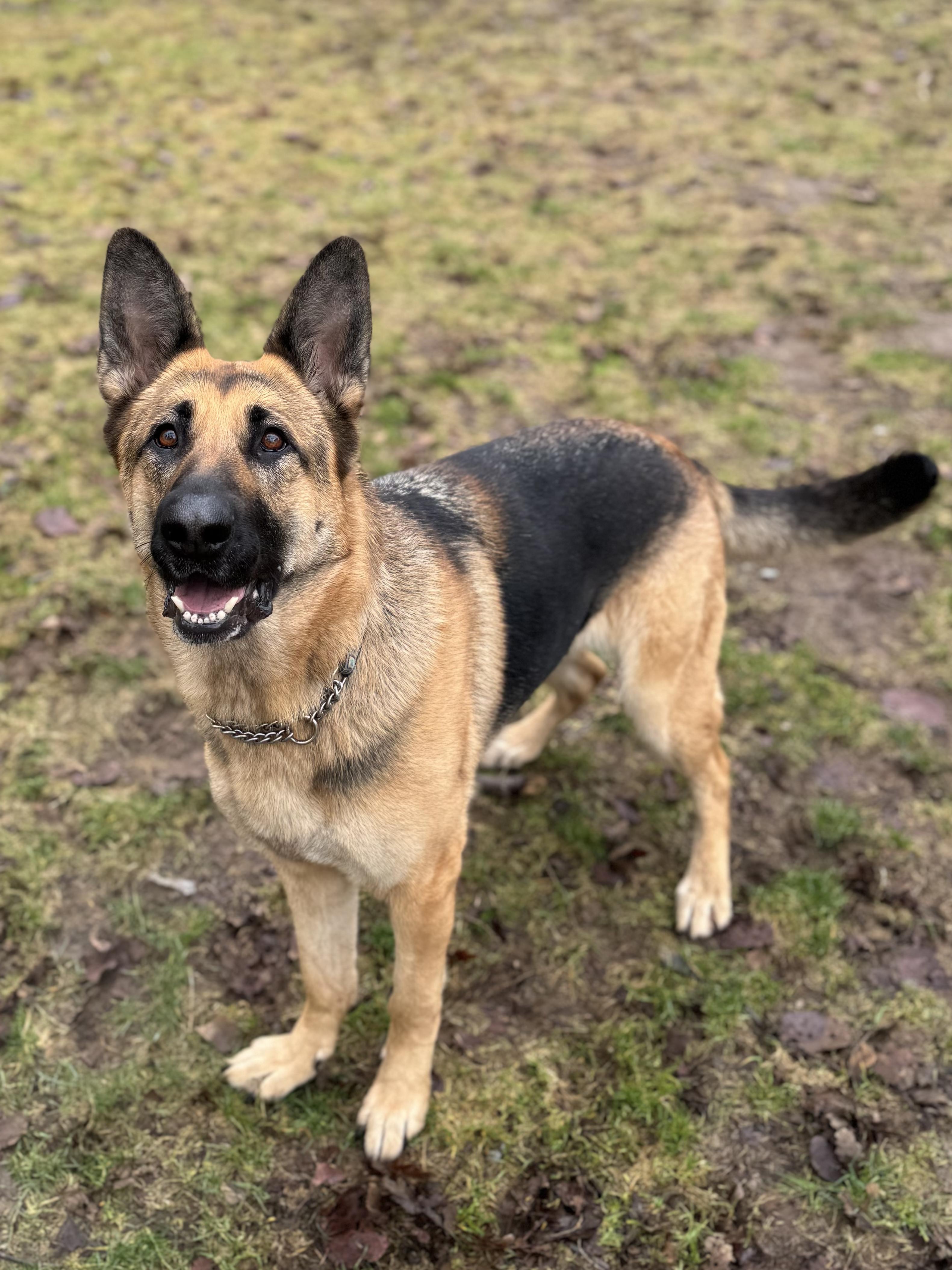 Enlarge Brandy #39186 (2 Years Old) , a Adoptable German Shepherd Dog in Langley, BC image 5/6