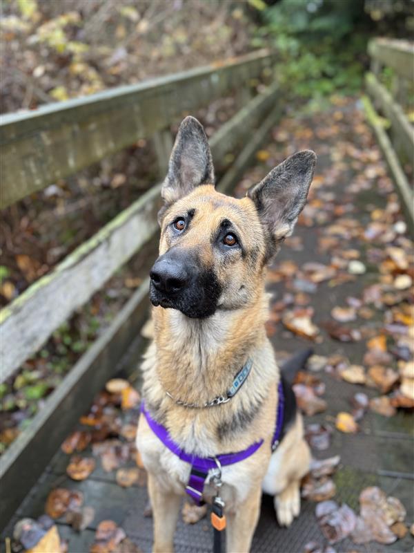 Enlarge Brandy #39186 (2 Years Old) , a Adoptable German Shepherd Dog in Langley, BC image 1/6