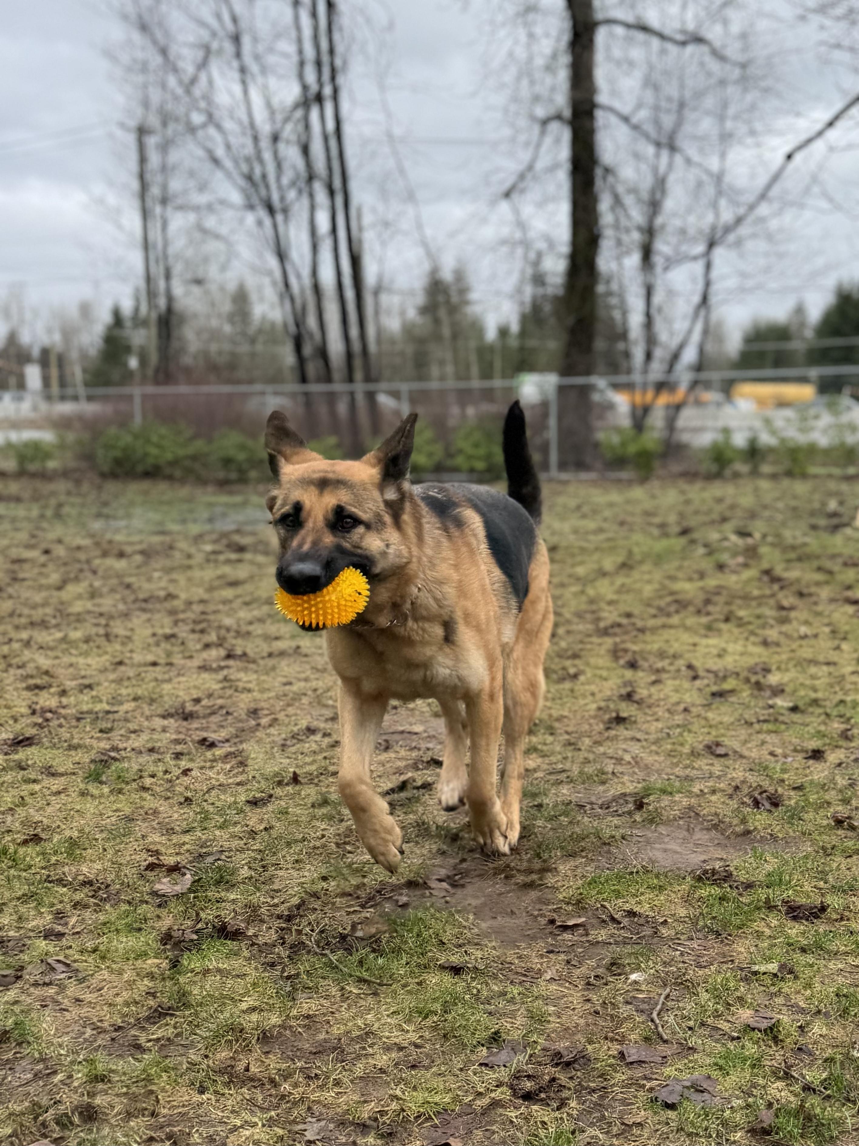 Enlarge Brandy #39186 (2 Years Old) , a Adoptable German Shepherd Dog in Langley, BC image 4/6