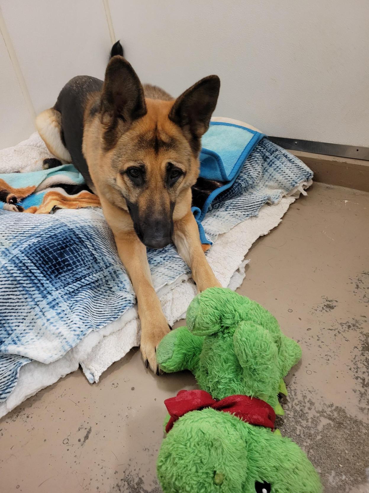 Enlarge Brandy #39186 (2 Years Old) , a Adoptable German Shepherd Dog in Langley, BC image 3/6