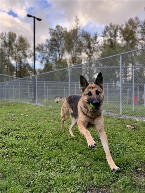 Enlarge Brandy #39186 (2 Years Old) , a Adoptable German Shepherd Dog in Langley, BC image 6/6