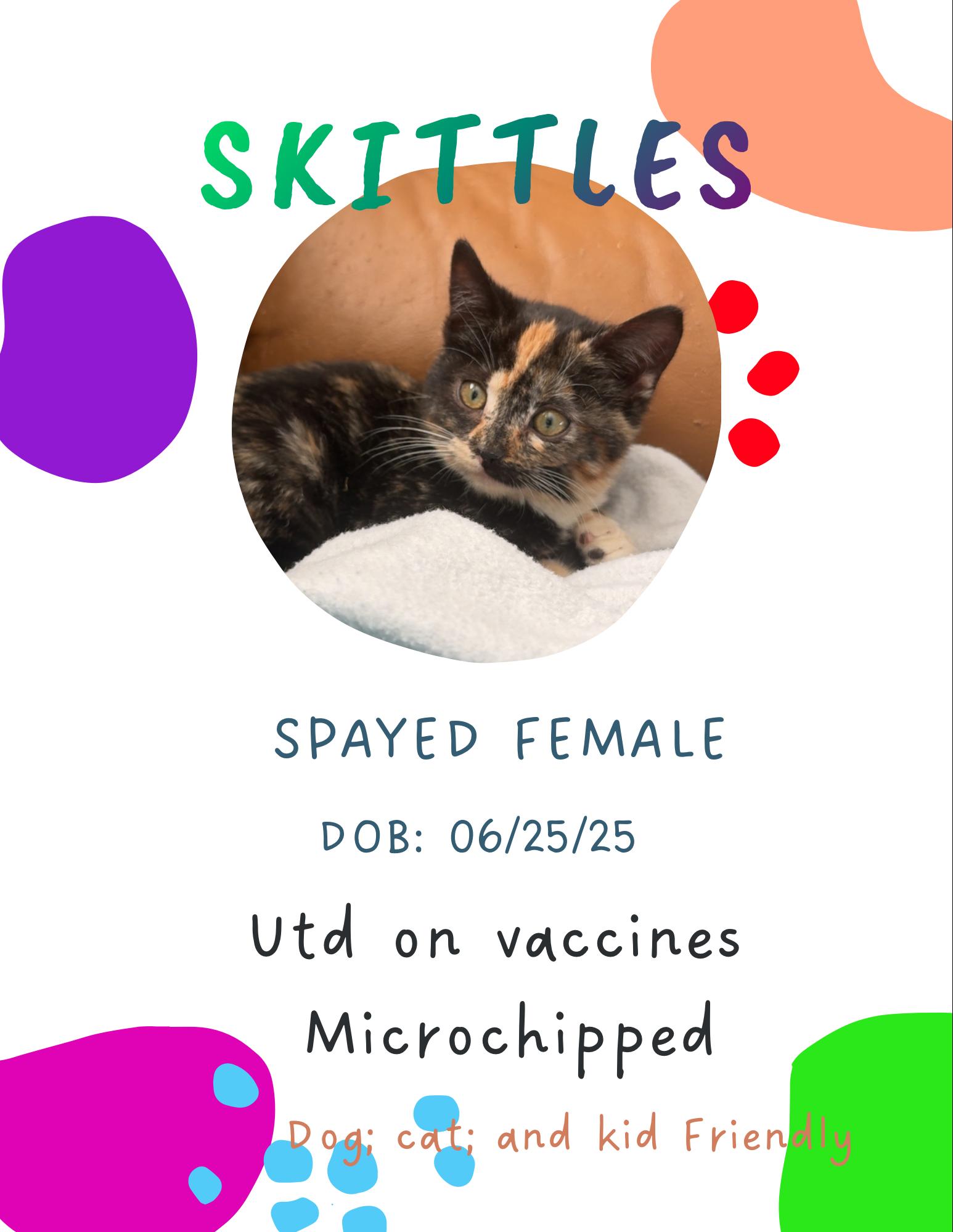 Enlarge Skittles, a Adopted Domestic Short Hair in Brigham City, UT image 1/1