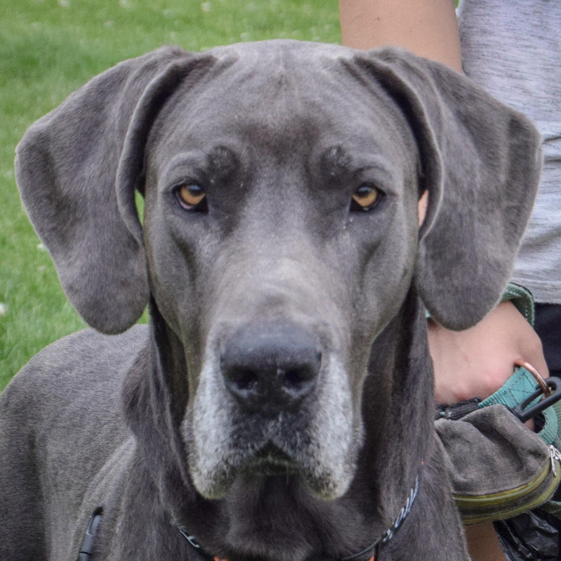 Moose