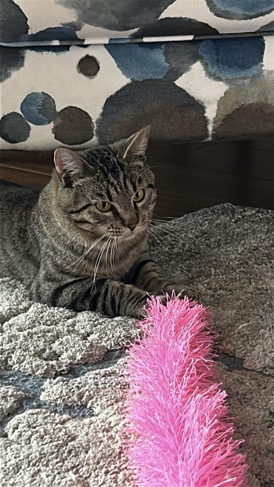 Enlarge Forrest, a Adoptable Tabby in Orlando, FL image 2/6