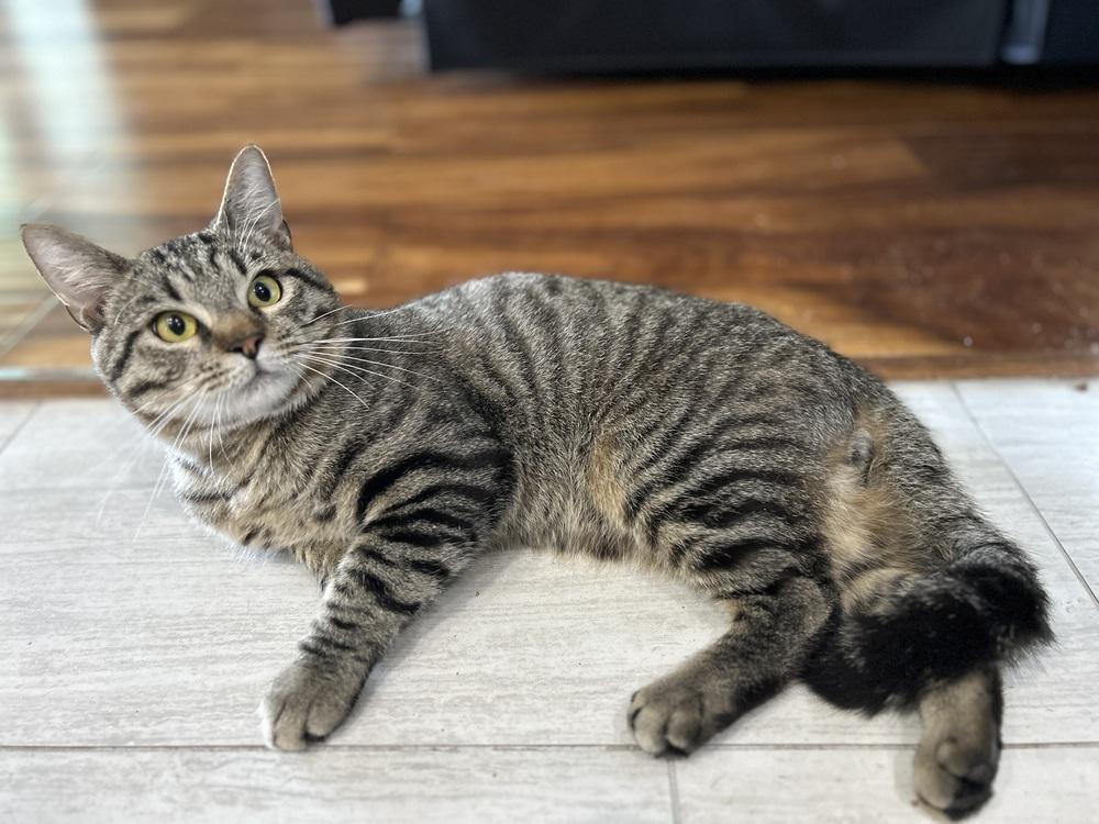 Enlarge Forrest, a Adoptable Tabby in Orlando, FL image 4/6