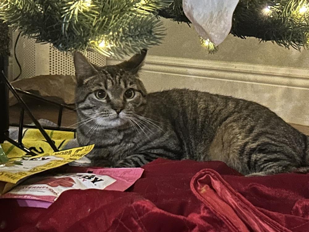 Enlarge Forrest, a Adoptable Tabby in Orlando, FL image 5/6