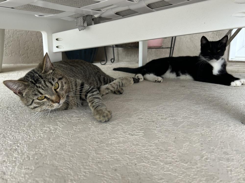 Enlarge Forrest, a Adoptable Tabby in Orlando, FL image 6/6