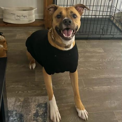 Benz - COURTESY POST, Adoptable, Young Male Pit Bull Terrier & Labrador Retriever.