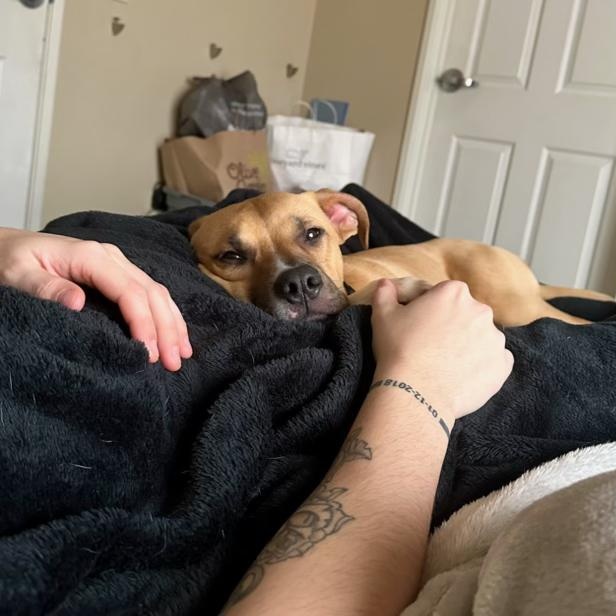Benz - COURTESY POST, a Adoptable mixed breed in Fowlerville, MI image 3/3