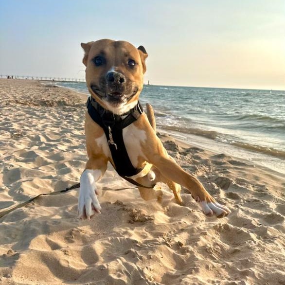 Benz - COURTESY POST, a Adoptable mixed breed in Fowlerville, MI image 2/3