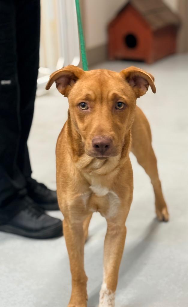 Enlarge Jackel, a Adoptable mixed breed in North Vernon, IN image 1/1