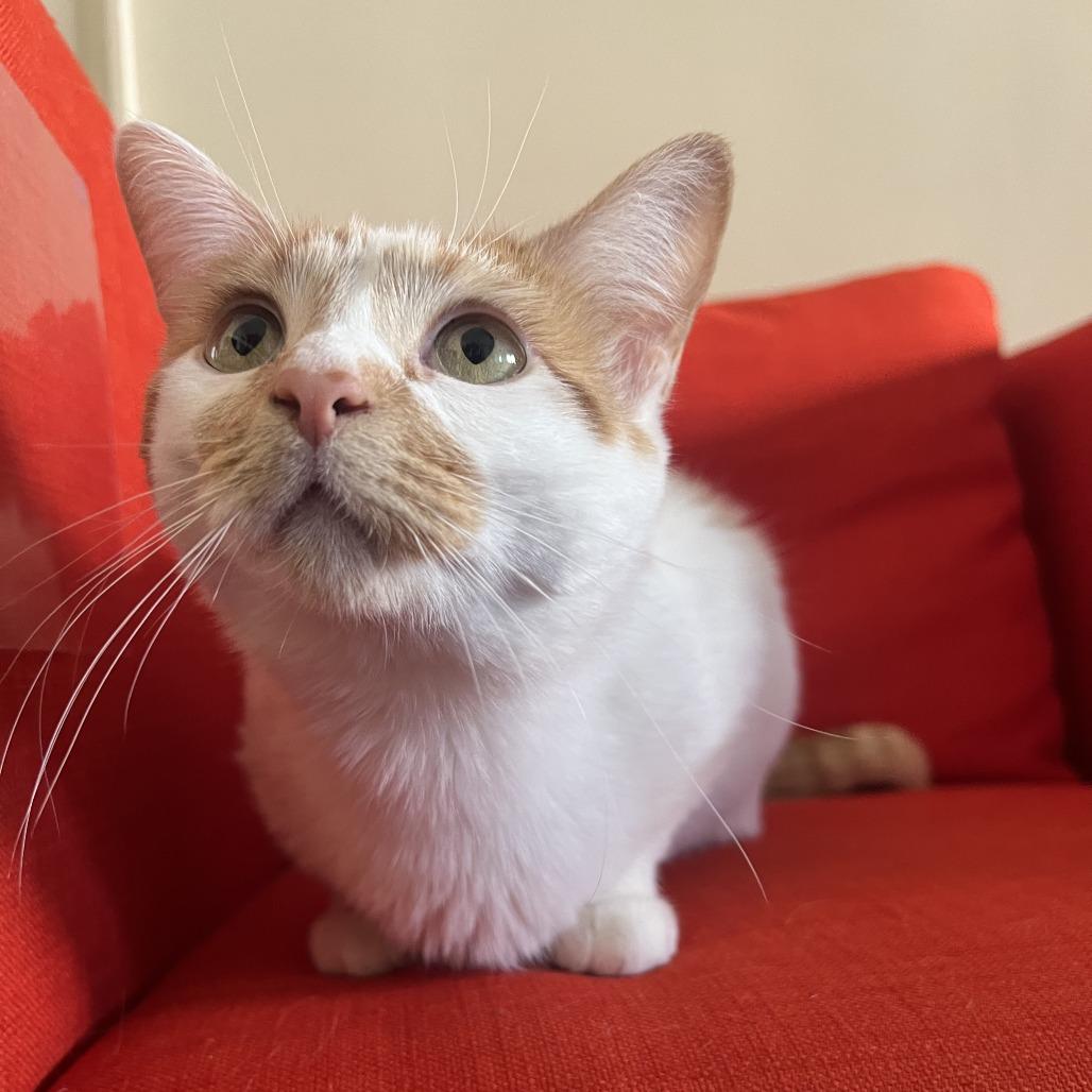 Enlarge Twinkie, a Adoptable Domestic Medium Hair in St. Paul, MN image 1/6