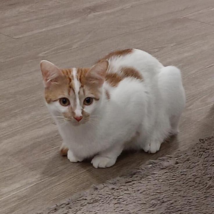 Enlarge Twinkie, a Adoptable Domestic Medium Hair in St. Paul, MN image 3/6