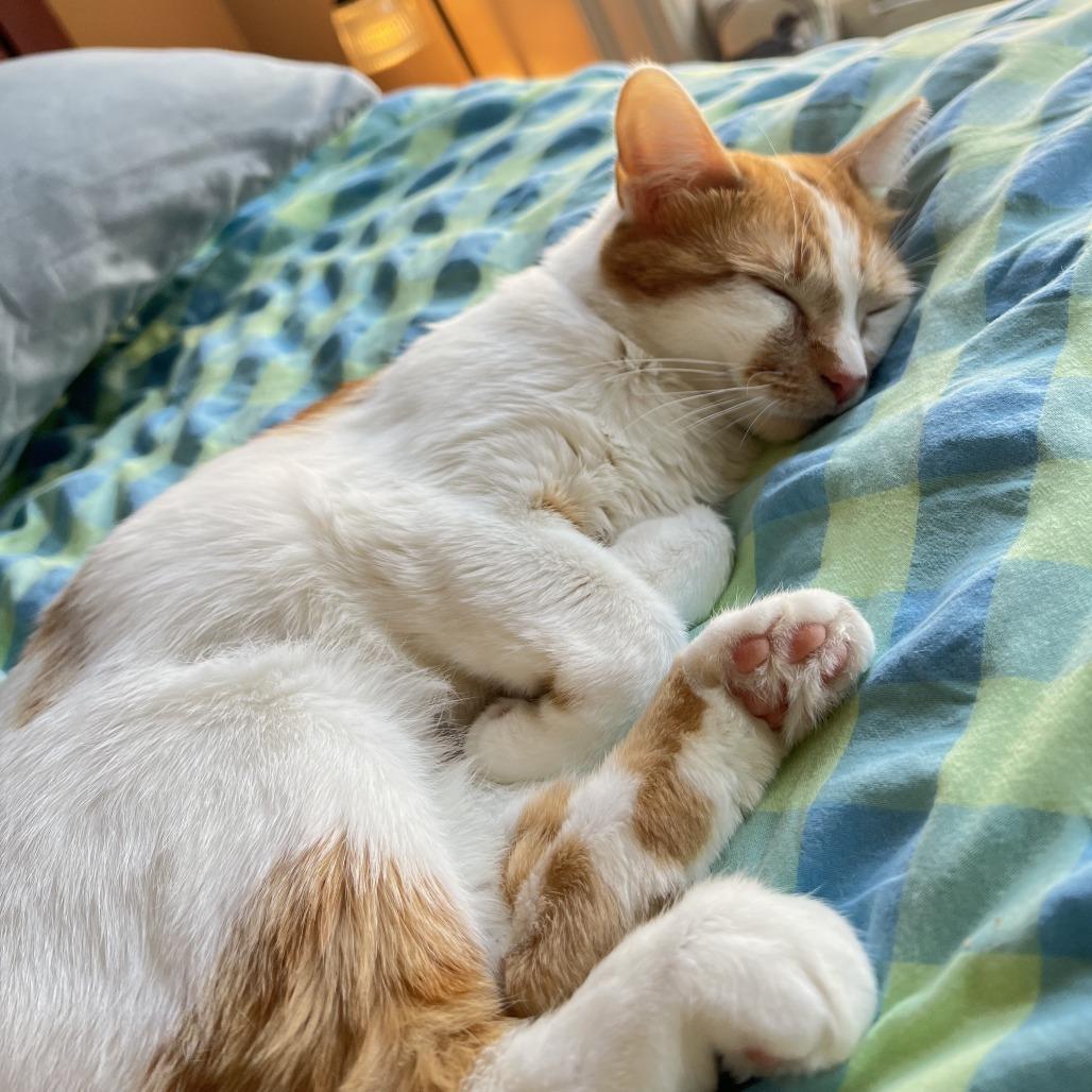 Enlarge Twinkie, a Adoptable Domestic Medium Hair in St. Paul, MN image 4/6