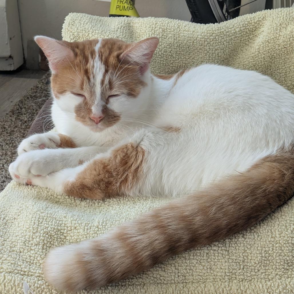 Enlarge Twinkie, a Adoptable Domestic Medium Hair in St. Paul, MN image 5/6