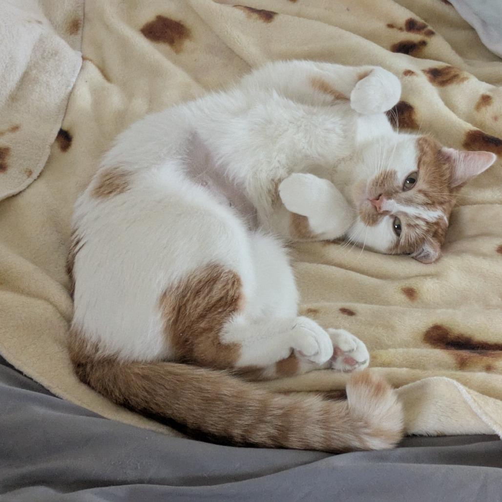 Enlarge Twinkie, a Adoptable Domestic Medium Hair in St. Paul, MN image 6/6