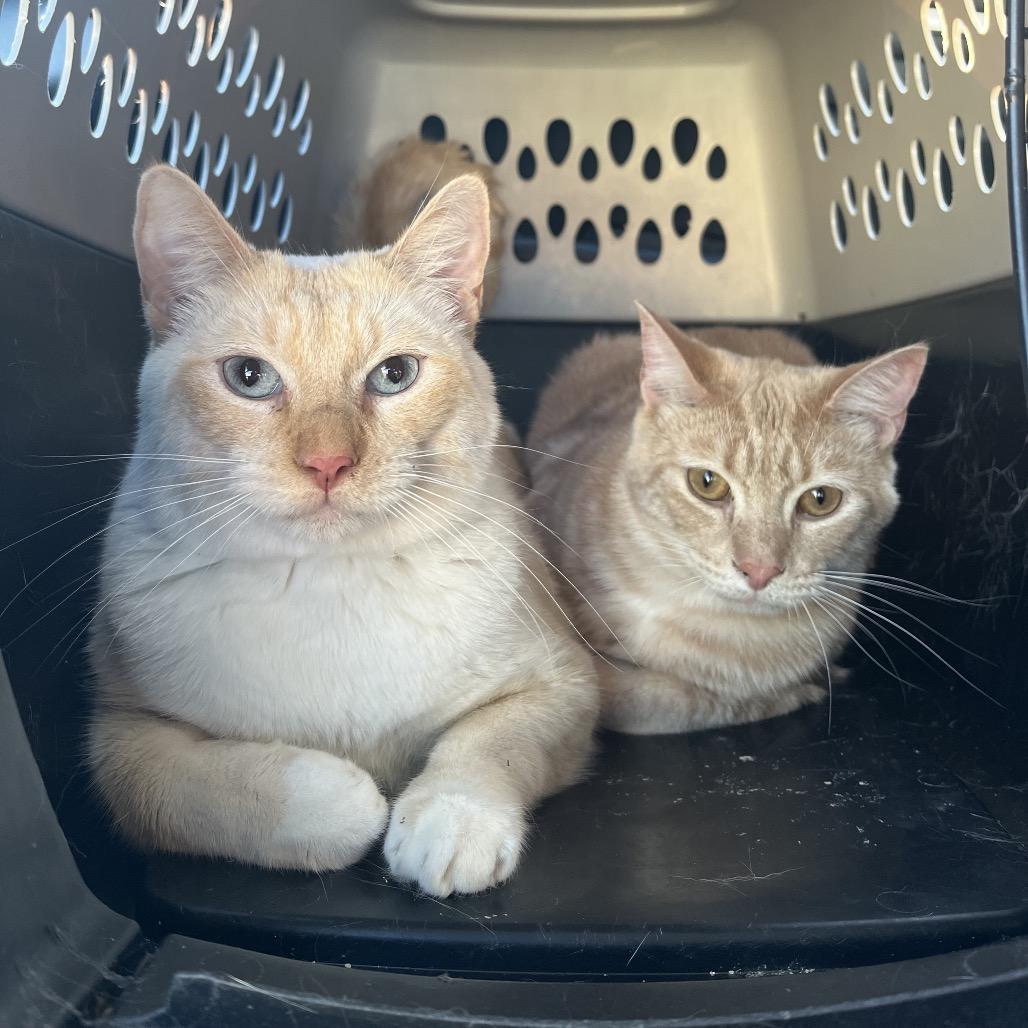 Vegeta, Adoptable, Young Male Domestic Short Hair.