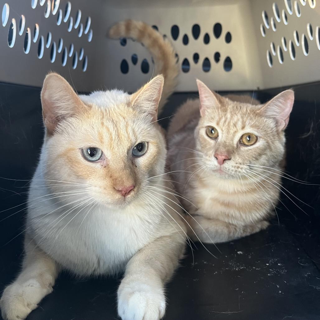 Enlarge Vegeta, a Adoptable Domestic Short Hair in Pasadena , MD image 2/4