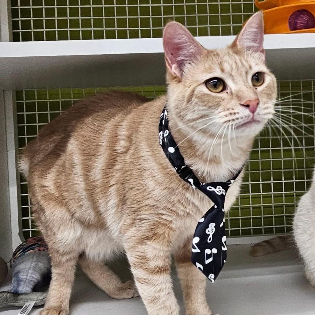 Enlarge Vegeta, a Adoptable Domestic Short Hair in Pasadena , MD image 3/4